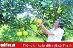 Bí thư chi bộ gương mẫu, đi đầu trong phong trào thi đua làm kinh tế giỏi