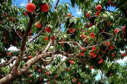 Bên trong vườn đào tiên Nhật Bản giá gần một triệu đồng/cặp