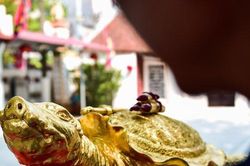Xuất hiện 'cụ' rùa Hồ Gươm mạ vàng 9999