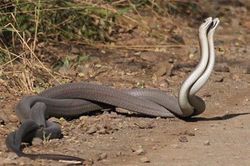 Ảnh hiếm rắn mamba đen nhảy vũ điệu giao phối lãng mạn