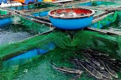 Quảng Ngãi: Hỗ trợ nuôi trồng thủy sản trên đảo Lý Sơn