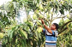 Tây Ninh: 'Trao cần câu hơn xâu cá' để phụ nữ khởi nghiệp