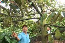 Gia Lai: Trở thành triệu phú nhờ trồng bơ sầu riêng xen trong vườn cà phê