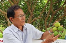 Trồng chanh không hạt thu tiền triệu mỗi tháng