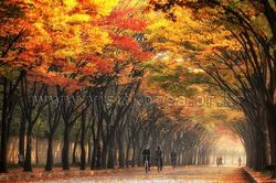 5 địa điểm ngắm lá vàng nổi tiểng bạn không thể bỏ lỡ tại Seoul