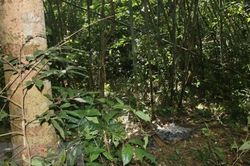Nam thanh niên tử vong nghi do trúng đạn