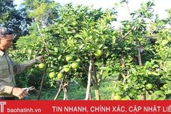 Cẩm Xuyên xây dựng 'thủ phủ' cam chanh vùng bán sơn địa