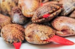 Thông tin người dân ăn sò lụa đỏ gây tử vong là sai sự thật