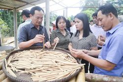 Thu tiền triệu từ ống tre rừng