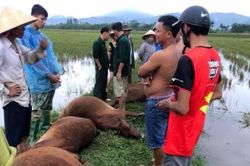 Một người nguy kịch, 6 con bò chết do sét đánh