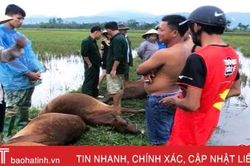 Từ việc 6 con bò bị sét đánh chết ở Hà Tĩnh, chỉ bạn cách phòng tránh lúc mưa giông