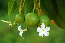Hãi hùng loài cây tự tử giết người nhiều, có ở Việt Nam