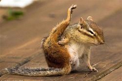 Ngộ nghĩnh cảnh sóc chuột nhỏ tập yoga