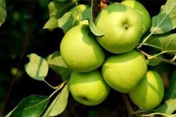 Táo - Thuốc quý cho người tiểu đường và tim mạch