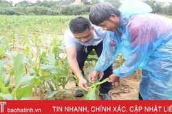Sâu keo hoành hành, mưa gió liên miên, nông dân Hương Khê chật vật sản xuất ngô vụ Đông