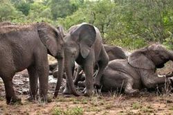 Mãn nhãn ngắm gia đình voi tắm bùn đầy náo nhiệt