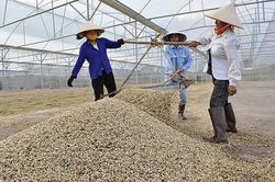 Việt Nam - Trung Quốc: Hợp tác tiêu thụ chè, cà phê