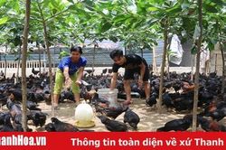 Liên kết chăn nuôi gà theo chuỗi giá trị mang lại hiệu quả kinh tế cao tại huyện Như Xuân