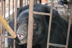 Cứu hộ gấu ngựa bị nuôi nhốt 15 năm trong trang trại lợn
