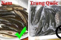 Cá lóc Việt Nam khác gì cá chuối Trung Quốc?