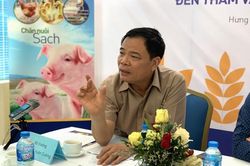 Không được xuất khẩu lợn sang Trung Quốc