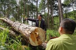 Phá rừng phức tạp tại Lâm Đồng: Lãnh đạo tỉnh yêu cầu làm rõ đối tượng chủ mưu
