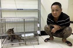 'Xộ khám' vì nuôi beo lửa làm... thú cưng