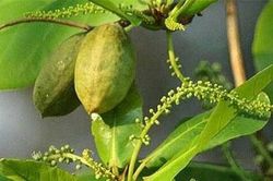 Lá bàng non: Thần dược trị nhiều thứ bệnh