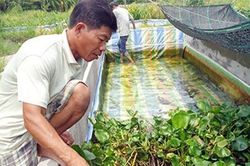 Hậu Giang: Nuôi lươn đồng, từ phận nghèo 'số khổ' thành triệu phú