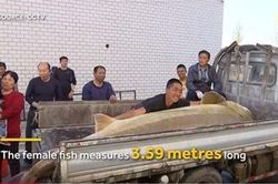 Cá tầm 'khủng' 100 tuổi nặng nửa tấn mắc câu