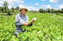 Sóc Trăng: Sống khỏe re nhờ trồng loài rau dại tốt ngời ngời