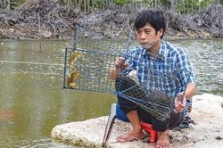 Cà Mau: Đưa tôm hung dữ từ rổ nhựa vào ao đất, bán 1,2 triệu/ký
