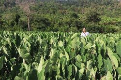 Gia Lai: Lãi hơn 100 triệu/ha, nhiều người phá mía trồng khoai môn