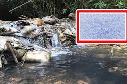 Chuyên gia cảnh báo chất Styren có khả năng gây ung thư, suy gan, suy thận