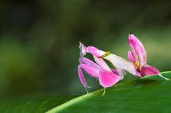 Chiêm ngưỡng 'nhan sắc' ảo diệu khó tin của những loài côn trùng đẹp nhất thế giới (Phần 1)