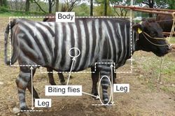 Vẽ sọc ngựa vằn lên bò có thể tránh được côn trùng cắn