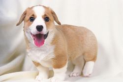 Dự đoán ngày mới 19/10/2019 cho 12 con giáp: Tỵ Mão Hợi đại phát