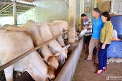 Tân Kỳ xây dựng chuỗi giá trị trong chăn nuôi VietGAP