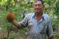 An Giang: Trồng gấc dược liệu, ông Nhiều thu được nhiều tiền hơn