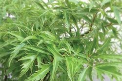Chữa ho do hen suyễn với cây đinh lăng
