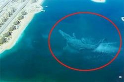 7 loài thủy quái khổng lồ bất ngờ được Google Earth phát hiện