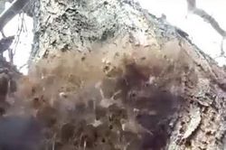 Tưởng là sinh vật lạ, thứ anh chàng nhặt được hóa ra là...