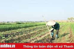 Huyện Nông Cống đẩy mạnh tái cơ cấu nông nghiệp gắn với xây dựng nông thôn mới