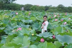 Kỳ lạ hoa sen nở rộ ở Ninh Bình và những địa điểm ' thả dáng' với sen không thể bỏ lỡ