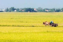 Đồng chiều