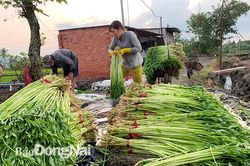 Đưa rau sạch đi xa