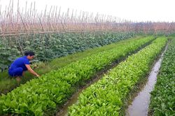 Tam Dương (Vĩnh Phúc): Vai trò của phụ nữ trong xây dựng Nông thôn mới