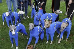 Người Anh mặc cờ EU cho chó rồi dẫn đi biểu tình chống Brexit