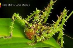 Khám phá những đứa 'con lai' kỳ dị nhất trong thế giới động vật (phần 3): Châu chấu nhím