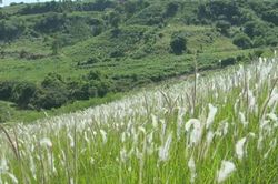 Rễ tranh lợi tiểu tiêu phù